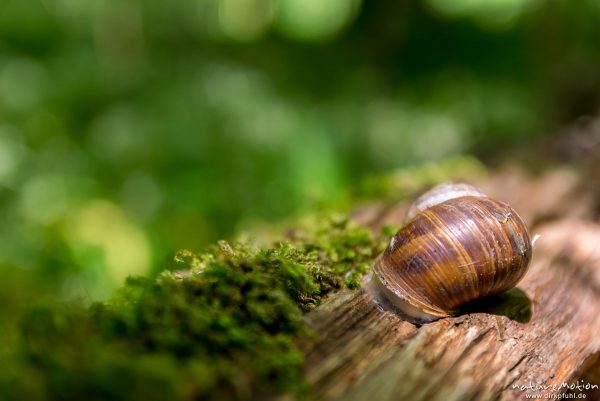 Weinbergschnecke, Helix pomatia, Helicidae, auf Totholz, Hainholz, Hattorf am Harz, Deutschland