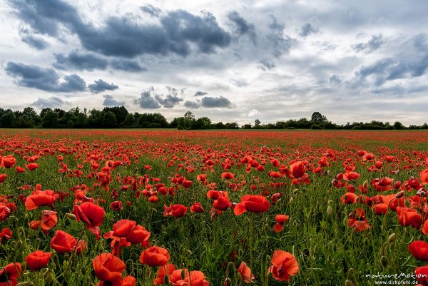 Klatsch-Mohn, Papaver rhoeas, Papaveraceae, Mohnfeld, Mischsaat Mohn und Raps, Roringen bei Göttingen, Deutschland