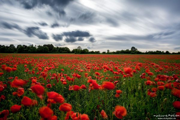 Klatsch-Mohn, Papaver rhoeas, Papaveraceae, Mohnfeld, Mischsaat Mohn und Raps, Roringen bei Göttingen, Deutschland