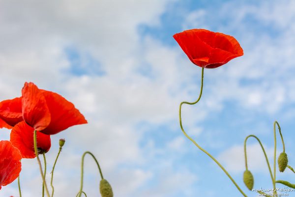 Klatsch-Mohn, Papaver rhoeas, Papaveraceae, Mohnfeld, Mischsaat Mohn und Raps, Roringen bei Göttingen, Deutschland