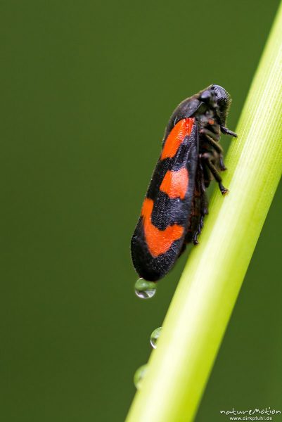 Gemeine Blutzikade, Cercopis vulnerata, 	Blutzikaden - Cercopidae, adultes Tier saugt an Grashalm und scheidet Zuckersaft aus, Tripkenpfuhl, Focus Stacking, Göttingen, Deutschland