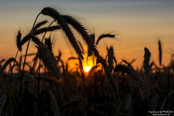 Roggen, Secale cereale, Süßgräser (Poaceae), fast reife Ähren im Sonnenuntergang, Leineauen, Göttingen, Deutschland