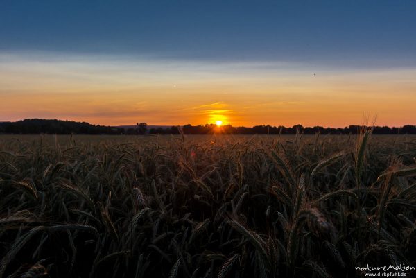 Roggen, Secale cereale, Süßgräser (Poaceae), fast reife Ähren im Sonnenuntergang, Leineauen, Göttingen, Deutschland