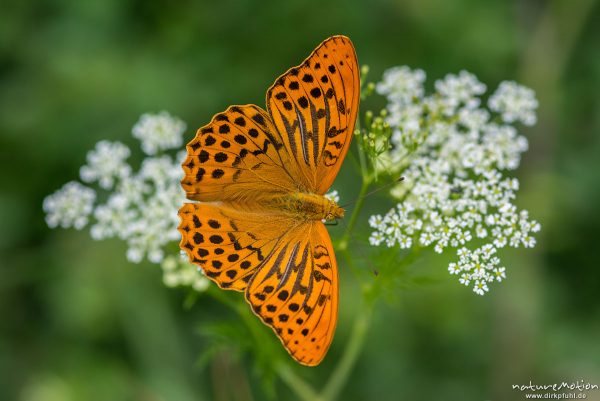 Kaisermantel, Argynnis paphia, Nymphalidae, Männchen, auf Wiesen-Kerbel, Waldrand, Reinhausen bei Göttingen, Deutschland