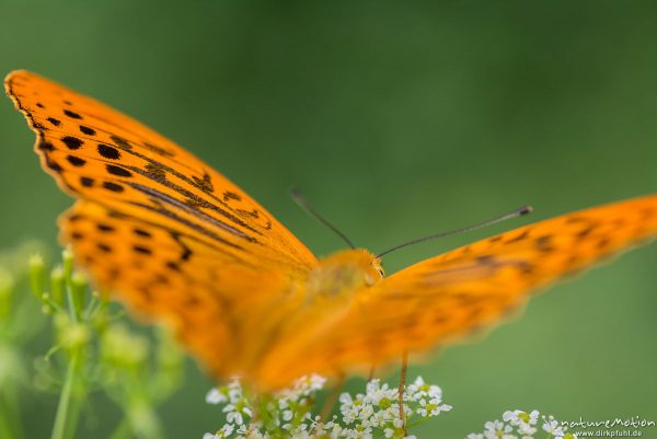 Kaisermantel, Argynnis paphia, Nymphalidae, Männchen, auf Wiesen-Kerbel, Waldrand, Reinhausen bei Göttingen, Deutschland