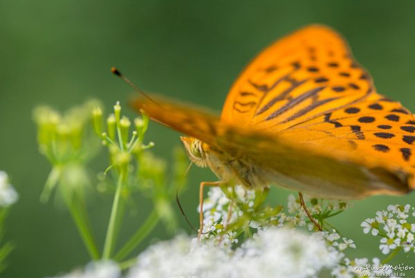 Kaisermantel, Argynnis paphia, Nymphalidae, Männchen, auf Wiesen-Kerbel, Rüsselspitze im Detail, Waldrand, Reinhausen bei Göttingen, Deutschland