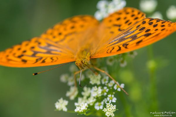 Kaisermantel, Argynnis paphia, Nymphalidae, Männchen, auf Wiesen-Kerbel, Waldrand, Reinhausen bei Göttingen, Deutschland