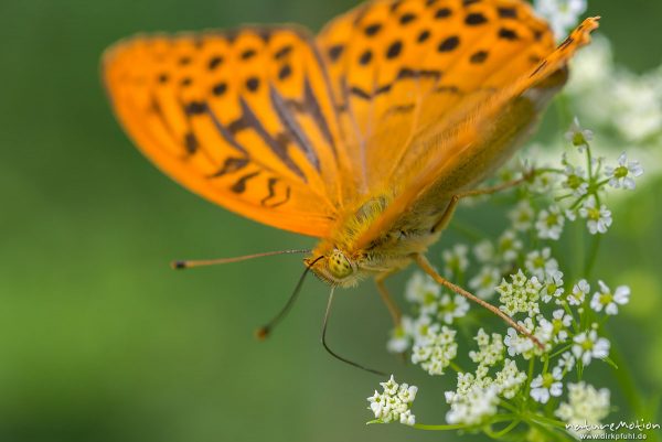 Kaisermantel, Argynnis paphia, Nymphalidae, Männchen, auf Wiesen-Kerbel, Waldrand, Reinhausen bei Göttingen, Deutschland