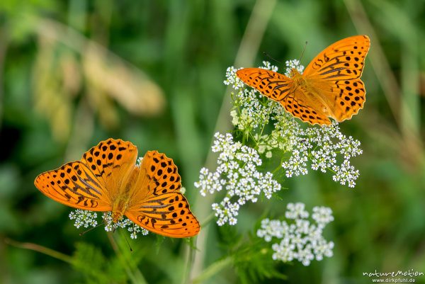 Kaisermantel, Argynnis paphia, Nymphalidae, zwei Männchen, auf Wiesen-Kerbel, Waldrand, Reinhausen bei Göttingen, Deutschland