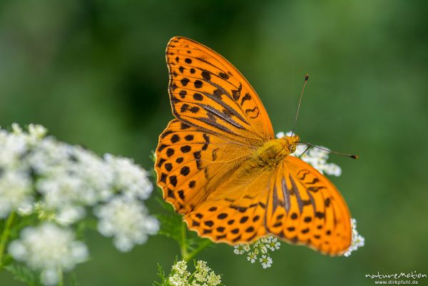 Kaisermantel, Argynnis paphia, Nymphalidae, Männchen, auf Wiesen-Kerbel, Waldrand, Reinhausen bei Göttingen, Deutschland