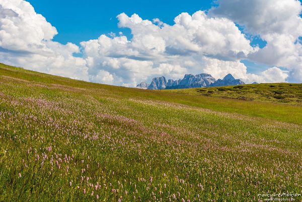 Almwiese mit blühendem Knöterich, Seiseralm (Südtirol), Italien