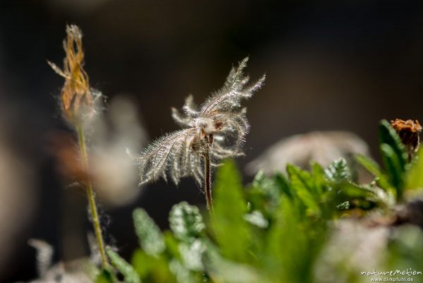 Weiße Silberwurz, Dryas octopetala, 	Rosengewächse (Rosaceae, Fruchtstand, Achäne, Felssturz Labyrinth, Latemar, Karersee, Südtirol, Italien