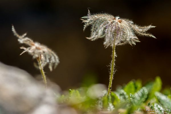 Weiße Silberwurz, Dryas octopetala, 	Rosengewächse (Rosaceae, Fruchtstand, Achäne, Felssturz Labyrinth, Latemar, Karersee, Südtirol, Italien