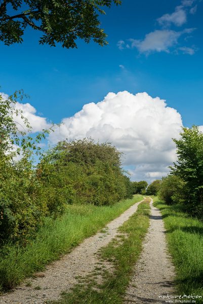 Feldweg gesäumt von Gehölzen, Sommerhimmel, Leineauen, Göttingen, Deutschland