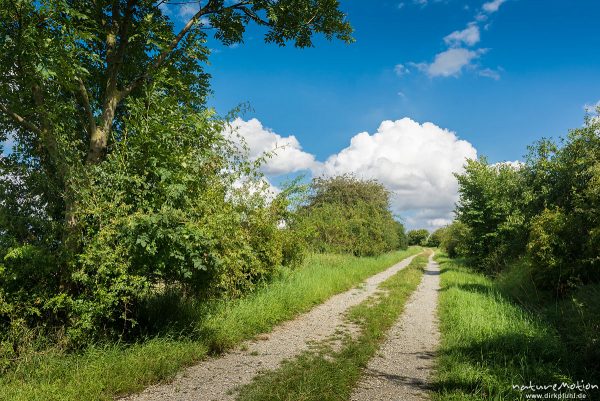 Feldweg gesäumt von Gehölzen, Sommerhimmel, Leineauen, Göttingen, Deutschland