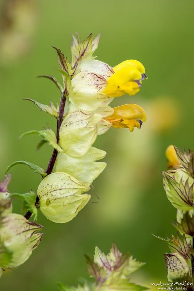 Kleiner Klappertopf, Rhinanthus minor, Scrophulariaceae, Blüten und Früchte, Kerstlingeröder Feld, Göttingen, Deutschland