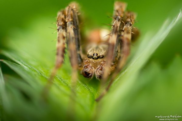 Gartenkreuzspinne, Araneus diadematus, Echte Radnetzspinnen (Araneidae), Männchen, sitzt im Schutz eines Blattes, Portrait, Kerstlingeröder Feld, Göttingen, Deutschland