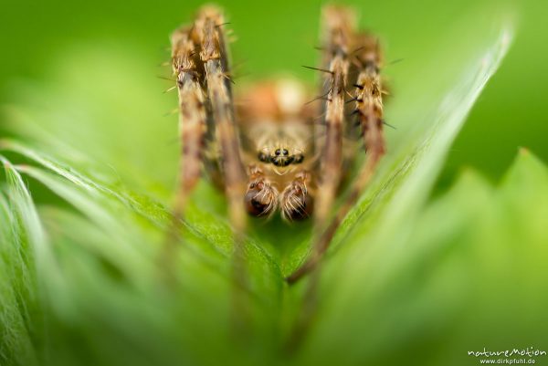 Gartenkreuzspinne, Araneus diadematus, Echte Radnetzspinnen (Araneidae), Männchen, sitzt im Schutz eines Blattes, Portrait, Kerstlingeröder Feld, Göttingen, Deutschland
