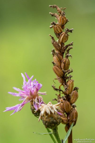 Geflecktes Knabenkraut, Dactylorhiza maculata, 	Orchideen (Orchidaceae) ,Fruchtstand, Samenkapseln leer, daneben Blüte einer Flockenblume, Kerstlingeröder Feld, Göttingen, Deutschland