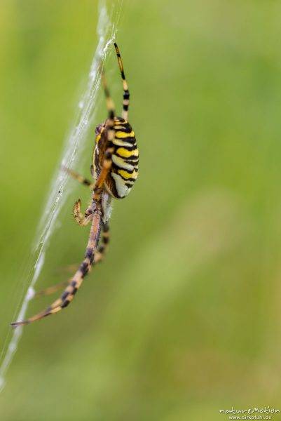 Wespenspinne, Argiope bruenechii, Echte Radnetzspinnen (Araneidae), Weibchen im Netz, Kerstlingeröde, Göttingen, Deutschland