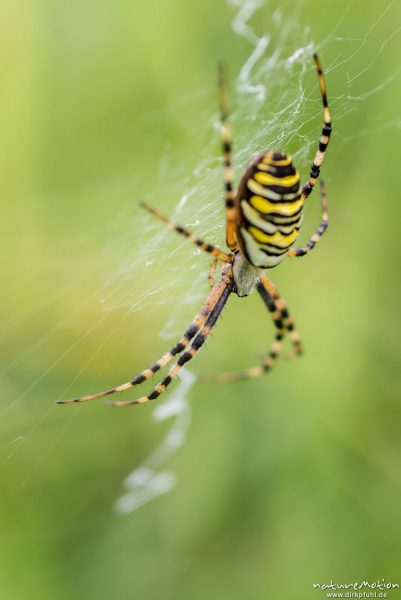 Wespenspinne, Argiope bruenechii, Echte Radnetzspinnen (Araneidae), Weibchen im Netz, Kerstlingeröder Feld, Göttingen, Deutschland