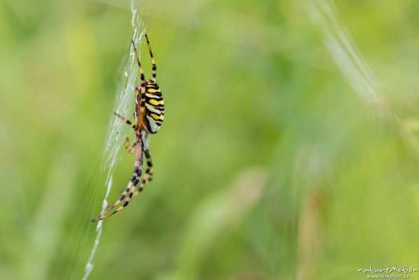 Wespenspinne, Argiope bruenechii, Echte Radnetzspinnen (Araneidae), Weibchen im Netz, Kerstlingeröder Feld, Göttingen, Deutschland