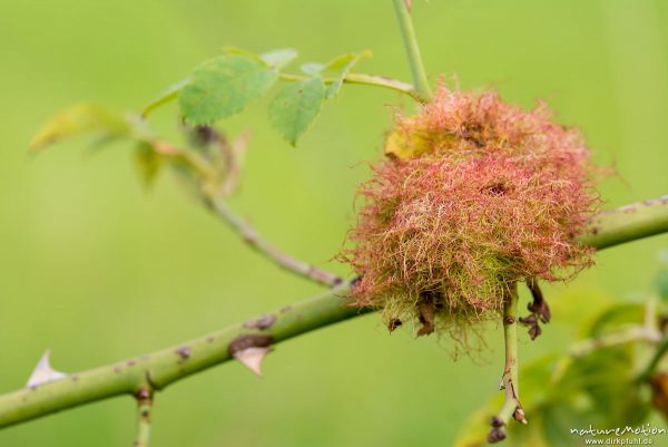 Hunds-Rose, Rosa canina, Rosaceae, Rosengalle, Rosenapfel, Bedeguare oder Schlafapfel, Pflanzengalle verursacht von der Gemeinen Rosengallwespe (Diplolepis rosae), Kerstlingeröder Feld, Göttingen, Deutschland