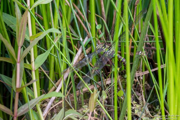 Blaugrüne Mosaikjungfer, Aeshna cyanea, Aeshnidae, Weibchen bei der Eiablage zwischen dicht stehenden Binsen, Tripkenpfuhl, Tripkenkuhle, Herberhäuser Stiieg, Göttingen, Deutschland