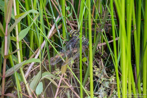 Blaugrüne Mosaikjungfer, Aeshna cyanea, Aeshnidae, Weibchen bei der Eiablage zwischen dicht stehenden Binsen, Tripkenpfuhl, Tripkenkuhle, Herberhäuser Stiieg, Göttingen, Deutschland