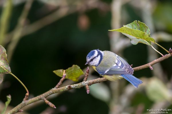 Blaumeise, Cyanistes caeruleus, Syn. Parus caeruleus, 	Meisen (Paridae),wahrscheinlich Männchen, sitzt in altem Apfelbaum, Göttingen, Deutschland