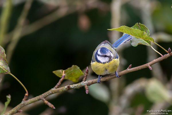 Blaumeise, Cyanistes caeruleus, Syn. Parus caeruleus, 	Meisen (Paridae),wahrscheinlich Männchen, sitzt in altem Apfelbaum, Göttingen, Deutschland