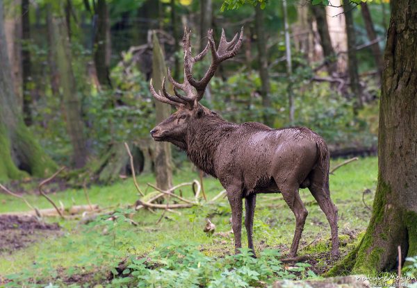 Rothirsch, Cervus elaphus, Cervidae, Männchen im Wald, Tier nach Schlammbad vollständig mit Schlamm bedeckt, Brunftverhalten, Wildpark Neuhaus, Neuhaus, Deutschland