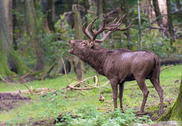 Rothirsch, Cervus elaphus, Cervidae, Männchen im Wald, Brunftschrei, Tier nach Schlammbad vollständig mit Schlamm bedeckt, Brunftverhalten, Wildpark Neuhaus, Neuhaus, Deutschland