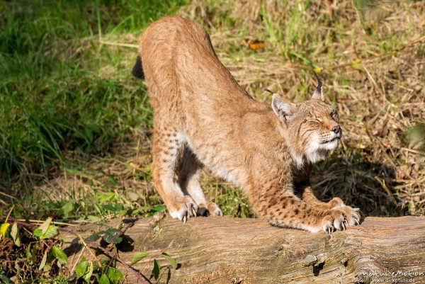 Luchs, Lynx lynx, Felidae, Tier streckt sich und wetzt Krallen an einem Baumstamm, Wildpark Neuhaus, Neuhaus, Deutschland