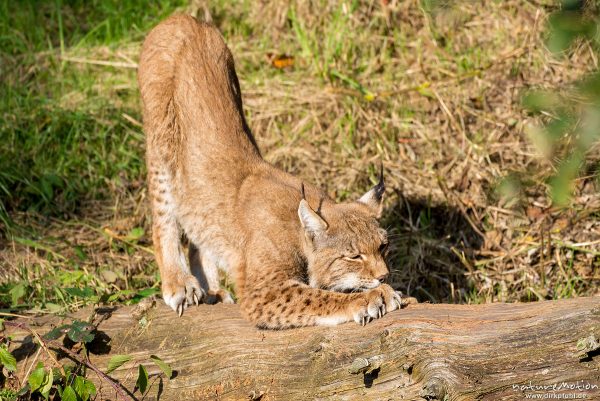 Luchs, Lynx lynx, Felidae, Tier streckt sich und wetzt Krallen an einem Baumstamm, Wildpark Neuhaus, Neuhaus, Deutschland
