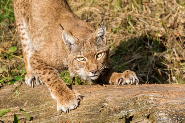Luchs, Lynx lynx, Felidae, Tier streckt sich und wetzt Krallen an einem Baumstamm, Wildpark Neuhaus, Neuhaus, Deutschland