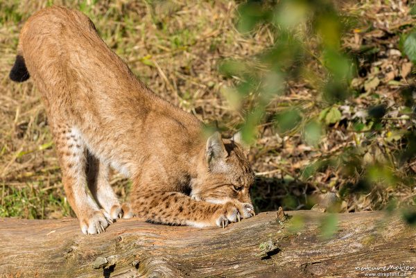 Luchs, Lynx lynx, Felidae, Tier streckt sich und wetzt Krallen an einem Baumstamm, Wildpark Neuhaus, Neuhaus, Deutschland