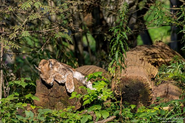 Luchs, Lynx lynx, Felidae, Tier sonnt sich auf einem Baumstamm, Wildpark Neuhaus, Neuhaus, Deutschland