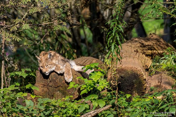 Luchs, Lynx lynx, Felidae, Tier sonnt sich auf einem Baumstamm, Wildpark Neuhaus, Neuhaus, Deutschland