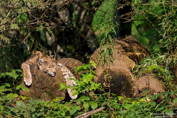 Luchs, Lynx lynx, Felidae, Tier sonnt sich auf einem Baumstamm, Wildpark Neuhaus, Neuhaus, Deutschland