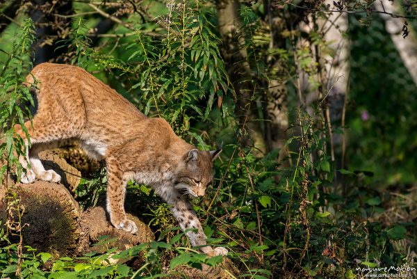 Luchs, Lynx lynx, Felidae, Tier schleicht durchs Unterholz, Wildpark Neuhaus, Neuhaus, Deutschland