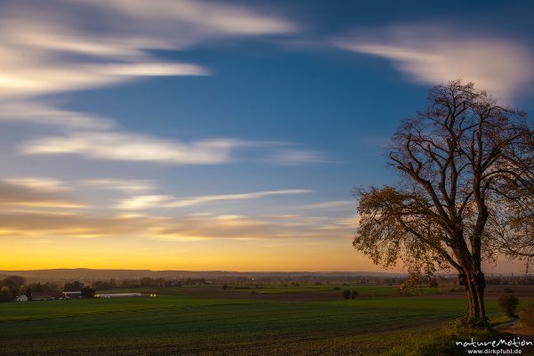 Baum am Wegrand, Felder, Abendlicht, Wolkenzug, Leineauen, Göttingen, Deutschland