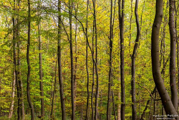 schlanke Buchenstämme mit Herbstlaub, Herbstwald, Groner Holz, Göttingen, Deutschland