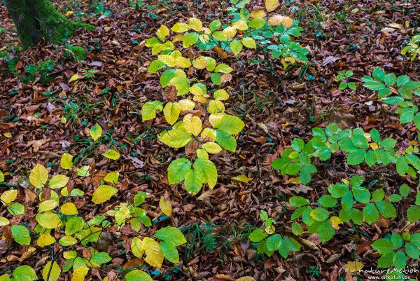 Buchenschösslinge mit Herbstfärbung, Groner Holz, Göttingen, Deutschland
