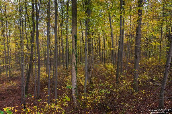 Herbstwald, Buchenwald mit Herbstfärbung, Göttinger Wald, Göttingen, Deutschland