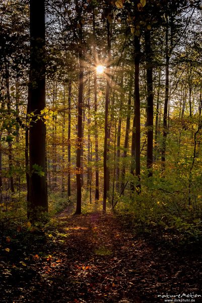 tief stehende Sonne scheint durch Herbstwald, Buchenwald mit Herbstfärbung, Göttinger Wald, Göttingen, Deutschland