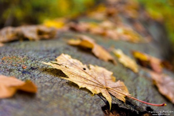Ahornblätter auf umgestürztem Buchenstamm, Herbstfärbung, Göttinger Wald, Göttingen, Deutschland