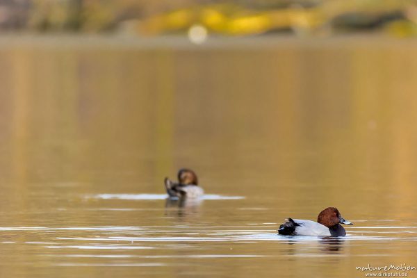 Tafelente, Aythya ferina, 	Entenvögel (Anatidae), Kiessee, Göttingen, Deutschland