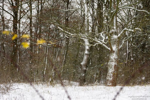 Eichen im Winter, Stämme mit Streifen aus angewehtem Schnee, Kerstlingeröder Feld, Göttingen, Deutschland