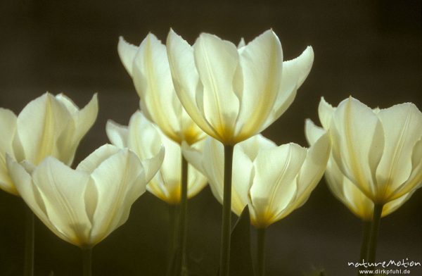 Tulpen, Blüten offen, Göttingen, Deutschland